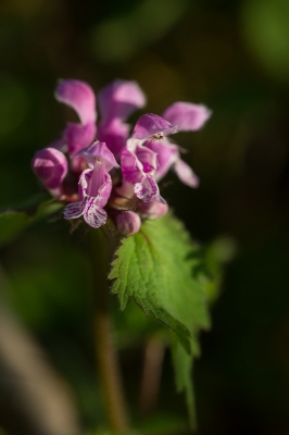 <i class='fa fa-user'></i>&nbsp;Tom van der Most&nbsp;|  Lamium orvala&nbsp; <i class='fa fa-eye'>&nbsp;60</i> &nbsp; <i class='fa fa-comment-o'>&nbsp;0</i>