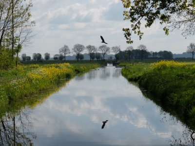 van ochtend met mijn vrouw het Alblasserdamsebos wezen verkennen . Mooi stukje aan geplant bos . Vermoedelijk compensatie bos voor de aanleg van de Betuwelijn of anderszins . mooi bos waar vooral honden uitlaters met hun viervoeter  lopen