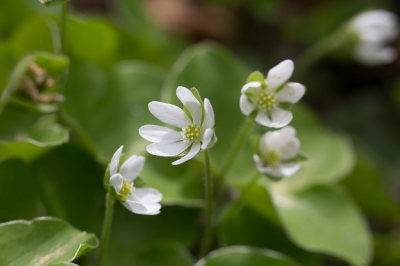 Op onze tweede bergwandeling kwamen we dit plantje veel tegen, wie weet er meer van?