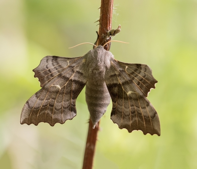 Gisteren tijdens mijn speurtocht naar libellen deze vlinder gevonden. Per toeval ontdekt doordat hij een beetje bewoog anders waren we er zeker langs gelopen.

Het was eigenlijk onmogelijk om er helemaal achter te komen, vandaar dat de rechter vleugel een beetje de scherpte mist.

Maar de waarneming al maakt het voor mij toch bijzonder. Eerste keer dat ik ueberhaupt een nachtvlinder kon vastleggen.

Plat op de buik, uit de hand genomen.