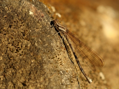 <i class='fa fa-user'></i>&nbsp;honderwa&nbsp;|  Argia extranea&nbsp; <i class='fa fa-eye'>&nbsp;78</i> &nbsp; <i class='fa fa-comment-o'>&nbsp;1</i>