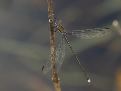 <i class='fa fa-user'></i>&nbsp;honderwa&nbsp;|  Archilestes grandis&nbsp; <i class='fa fa-eye'>&nbsp;83</i> &nbsp;<i class='fa fa-thumbs-up'>&nbsp;1</i> &nbsp; <i class='fa fa-comment-o'>&nbsp;2</i>