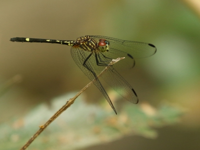 <i class='fa fa-user'></i>&nbsp;honderwa&nbsp;|  Dythemis multipunctata&nbsp; <i class='fa fa-eye'>&nbsp;93</i> &nbsp; <i class='fa fa-comment-o'>&nbsp;2</i>