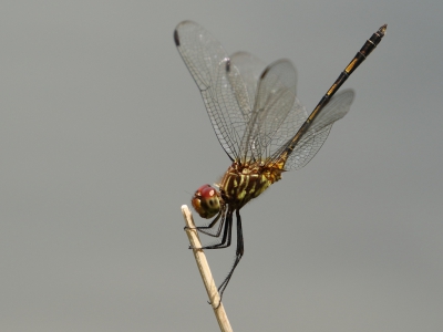 <i class='fa fa-user'></i>&nbsp;honderwa&nbsp;|  Dythemis sterilis&nbsp; <i class='fa fa-eye'>&nbsp;85</i> &nbsp; <i class='fa fa-comment-o'>&nbsp;3</i>