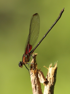 <i class='fa fa-user'></i>&nbsp;honderwa&nbsp;|  Hetaerina cruentata&nbsp; <i class='fa fa-eye'>&nbsp;76</i> &nbsp; <i class='fa fa-comment-o'>&nbsp;0</i>