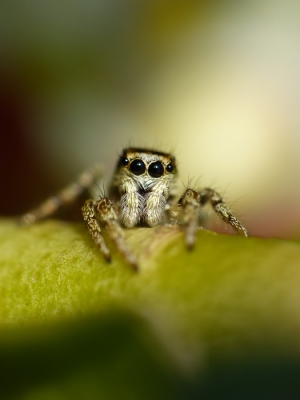 Deze spin gefotografeerd in eigen tuin. Eerst rustig naast een struik gaan zitten en gewacht tot er zich iets liet zien. Al snel liet deze Huiszebraspin zich zien. Eerst rustig geobserveerd en daarna gefotografeerd.