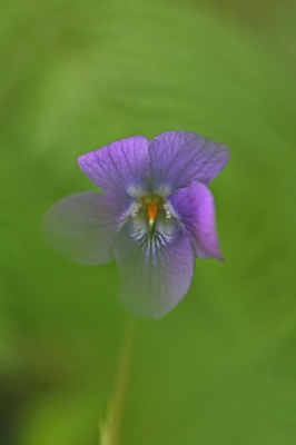 <i class='fa fa-user'></i>&nbsp;Cor&nbsp;|  Maarts Viooltje&nbsp; <i class='fa fa-eye'>&nbsp;85</i> &nbsp;<i class='fa fa-thumbs-up'>&nbsp;3</i> &nbsp; <i class='fa fa-comment-o'>&nbsp;6</i>