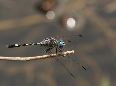 <i class='fa fa-user'></i>&nbsp;honderwa&nbsp;|  Micrathyria hagenii&nbsp; <i class='fa fa-eye'>&nbsp;98</i> &nbsp; <i class='fa fa-comment-o'>&nbsp;2</i>