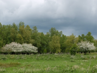 Hier een foto waarop de Meidoorns aan de dijkzijde  in bloei staan die vorig jaar er geen zin in hadden. Aan de rivier zijde staan ook meidoorns, maar die zijn inmiddels al weer uitgebloeid . Zo in het rivieren landschap blijven het mooie markers