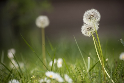 een aantal paardenbloemen omgeven door madeliefjes. laat in de middag met een laag staande zon.