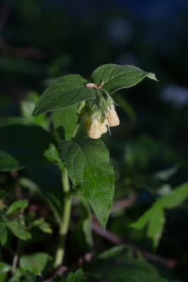 Dit plantje heb ik op verschillende plekken gezien, ben er nog niet achter wat het is, wie weet er meer van?