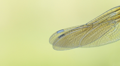 <i class='fa fa-user'></i>&nbsp;koekieman&nbsp;|  Smaragdlibel&nbsp; <i class='fa fa-eye'>&nbsp;96</i> &nbsp; <i class='fa fa-comment-o'>&nbsp;2</i>