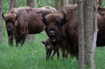 <i class='fa fa-user'></i>&nbsp;Eef Kieft&nbsp;|  Wisent&nbsp; <i class='fa fa-eye'>&nbsp;135</i> &nbsp; <i class='fa fa-comment-o'>&nbsp;3</i>