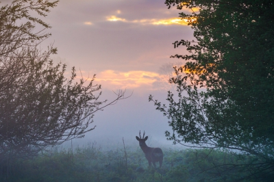 Een ochtend met veel mist en een opkomende zon recht voor de camera.
Ik had gehoopt om een ree te zien passeren zoals al vaker gebeurde.
Nu is het gelukt in goede omstandigheden. Had enkel pech dat het 5 minuten eerder nog veel mooier was. Ik zal dus nog enkele keren terug gaan plaatsnemen op deze plek :).