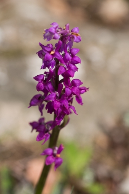 <i class='fa fa-user'></i>&nbsp;Tom van der Most&nbsp;|  Mannetjesorchis&nbsp; <i class='fa fa-eye'>&nbsp;82</i> &nbsp; <i class='fa fa-comment-o'>&nbsp;4</i>