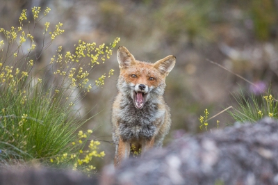Super blij met deze foto van een vos, wilde eigenlijk altijd wel een vos fotograferen, maar niet de vosjes van de AWD