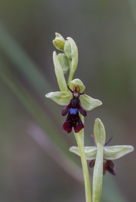 Langs de rand van een paardenwei trof ik deze vliegenorchis aan, in z'n eentje.