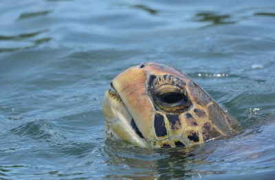 Af en toe dook deze zeeschildpad naast het bootje op. Je moest dan heel snel zijn om een portret te kunnen maken. Dat klinkt allemaal heel tychnisch, maar daarnaast ook de ervaring van zo'n grote schildpad dichtbij je.