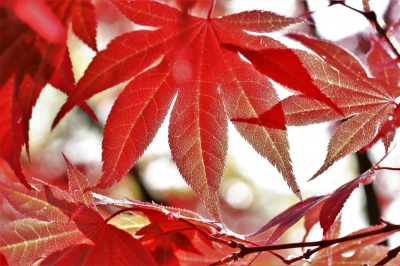 Deze foto is gemaakt in de Japanse tuin , deze tuin  is het pronkstuk van landgoed Clingendael. Hier zijn prachtige en zeldzame bomen en planten te zien. 
De Japanse tuin is vanwege zijn kwetsbaarheid jaarlijks slechts een korte periode geopend. De opening is een aantal weken in het voorjaar en het najaar.

In 2017 is dat van:

    zaterdag 29 april tot en met zondag 11 juni en
    zaterdag 14 oktober tot en met zondag 29 oktober

In het voorjaar is de tuin open van 9.00 tot 20.00 uur en in het najaar van 10.00 uur tot 16.00 uur.

De Japanse Tuin is in het begin van de 20ste eeuw aangelegd door de toenmalige eigenaresse van het Landgoed Clingendael. Marguerite M. Baronesse van Brienen (1871-1939), ook wel freule Daisy genoemd. Per schip heeft zij een of meer reizen gemaakt naar Japan. Zij heeft toen enkele lantaarns, een watervat, beeldjes, de bruggetjes en misschien het paviljoen naar Nederland verscheept. Het is de enige Japanse tuin in Nederland van rond 1910 en heeft daarom een hoge historische waarde.