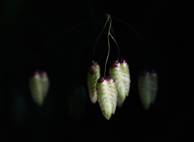 Naast onze finca loopt er een beschut wandelpad tussen 2 muurtjes in dat naar het dorp Berzocana gaat. Ideaal om planten te kunnen fotograferen.
Met tegenlicht kon ik deze opname maken.