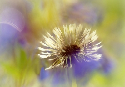 <i class='fa fa-user'></i>&nbsp;Nel R&nbsp;|  Paardenbloem&nbsp; <i class='fa fa-eye'>&nbsp;194</i> &nbsp;<i class='fa fa-thumbs-up'>&nbsp;17</i> &nbsp; <i class='fa fa-comment-o'>&nbsp;20</i>