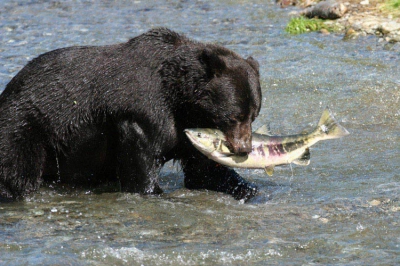 We blijven nog even bij de grizzlyberen van Fish Creek. Deze grote mannetjesbeer hebben we maar een paar keer gezien. Gelukkig kwam hij voorbij op een zonnige dag, vrij uniek in het temperate rainforest van Tongass National Forest waar jaarlijks meer dan vier meter regen valt. Het nadeel van het wildlife viewing  platform van Fish Creek is dat je een meter of tien boven de beren staat en je gauw de neiging hebt naar beneden te fotograferen. Het voordeel van een langere lens is dat je dan meer afstand kunt nemen van de beren om toch een laag perspectief te krijgen. Wij hebben ondervonden dat 400mm genoeg is. De beren van Fish Creek zijn ook erg donker van kleur. De vis die de beer gevangen heeft is een ketazalm en is ongeveer een meter lang. Kun je ongeveer uitrekenen hoe groot de grizzly is.
Gegevens: Canon 20D + 600 mm 4.0 objectief, ISO 200, F/5.6, 1/500 sec, -0,7 stap, statief. Claudia en PJ Potgieser, DutchDuo