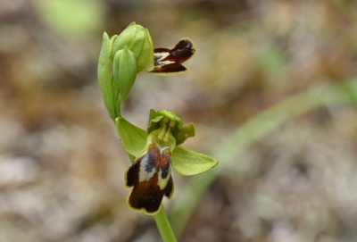 <i class='fa fa-user'></i>&nbsp;euroblinkie&nbsp;|  Bruine Ophrys&nbsp; <i class='fa fa-eye'>&nbsp;84</i> &nbsp; <i class='fa fa-comment-o'>&nbsp;4</i>