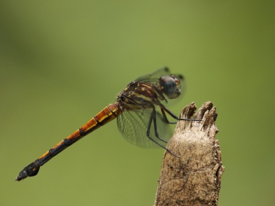 <i class='fa fa-user'></i>&nbsp;honderwa&nbsp;|  Cannaphila insularis&nbsp; <i class='fa fa-eye'>&nbsp;81</i> &nbsp; <i class='fa fa-comment-o'>&nbsp;0</i>