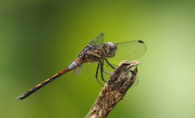<i class='fa fa-user'></i>&nbsp;honderwa&nbsp;|  Dythemis sterilis&nbsp; <i class='fa fa-eye'>&nbsp;82</i> &nbsp; <i class='fa fa-comment-o'>&nbsp;0</i>