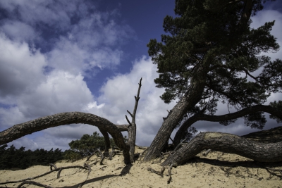 De boom is kenmerkend voor het Kootwijkerzand. De wortels komen boven het zand uit en geven de boom een heel apart karakter.
