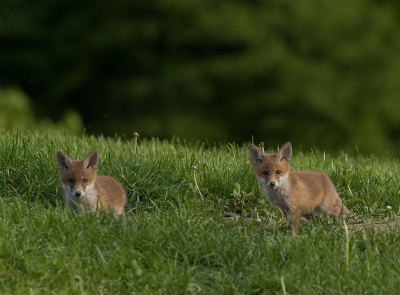 Vandaag deze vosjes kunnen vastleggen.

Er was nog een derde jonge, maar die wilde niet op de foto. Het was prachtig om te zien, ze zagen er prima uit.

ps. De foto is niet scheef, zaten in een kleine helling.

Onder camouflagenet, tegen de wind in gezeten.

7D II + 100-400 II + 1.4 III converter.

Vanaf statief.