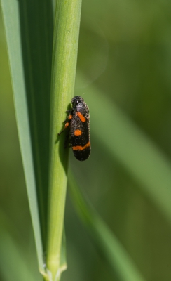 <i class='fa fa-user'></i>&nbsp;Tom van der Most&nbsp;|  Schuimcicade sp.&nbsp; <i class='fa fa-eye'>&nbsp;67</i> &nbsp; <i class='fa fa-comment-o'>&nbsp;3</i>