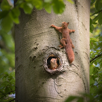 Teruggegaan naar Haanwijk om daar foto's te maken van een rij beuken in een ander jaargetijde, toen mijn oog viel op dit nest van drie jonge eekhoorns in n van de beuken. Ze zetten hun eerste stapjes buiten hun holletje, als salamanders tegen de boom geplakt. Veel verder dan dit kwamen ze (nog) niet.