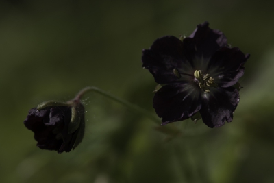 De foto is gemaakt liggend op de grond op een moment dat de zon net doorbrak. De achtergrond is heel vaag gehouden, zodat de bloemen er mooi uitkomen.