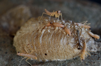 Ik kom hier vaak eiercocons van bidsprinkhanen tegen en nu heb ik voor de allereerste keer de geboorte van wel 30 bidsprinkhaantjes meegemaakt.
Ik was zo opgewonden om dat te fotograferen dat ik heel veel verprutst heb. 
Ze krioelden allemaal door elkaar heen en zijn niet groter dan 1 centimeter. Ze komen eruit als larve en binnen nog geen minuut hebben ze de vorm van bidsprinkhaan.
Degene die al langer uit de cocon waren, tikten de larven aan om er ook uit te komen.
Er zat 1 grote bruine tussen en die bleef maar op dezelfde plek zitten, steeds heen en weer wiegend.
Nadat alle larven als bidsprinkhaan vertrokken waren, ging die bruine dood....
Geen idee wat voor functie die in het geheel had. Misschien dat iemand van jullie dit weet?
Vond het een hele bijzondere belevenis.