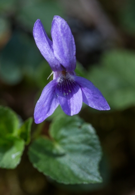 Deze foto is genomen tijdens een tweede bergwandeling; het viooltje was veelvuldig aanwezig. Vooral de Engelse naam vind ik erg toepasselijk.