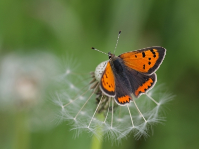 <i class='fa fa-user'></i>&nbsp;Ad Sprang&nbsp;|  Kleine Vuurvlinder&nbsp; <i class='fa fa-eye'>&nbsp;110</i> &nbsp; <i class='fa fa-comment-o'>&nbsp;4</i>