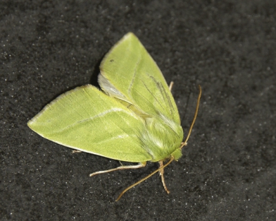 <i class='fa fa-user'></i>&nbsp;Rianne Geelhoed&nbsp;|  Zilveren Groenuil&nbsp; <i class='fa fa-eye'>&nbsp;70</i> &nbsp; <i class='fa fa-comment-o'>&nbsp;6</i>