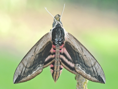 <i class='fa fa-user'></i>&nbsp;Ad Sonnemans&nbsp;|  Ligusterpijlstaart&nbsp; <i class='fa fa-eye'>&nbsp;204</i> &nbsp;<i class='fa fa-thumbs-up'>&nbsp;3</i> &nbsp; <i class='fa fa-comment-o'>&nbsp;9</i>