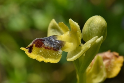 <i class='fa fa-user'></i>&nbsp;euroblinkie&nbsp;|  Ophrys sicula&nbsp; <i class='fa fa-eye'>&nbsp;74</i> &nbsp; <i class='fa fa-comment-o'>&nbsp;0</i>
