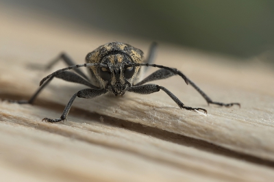 <i class='fa fa-user'></i>&nbsp;danny.declercq&nbsp;|  Xylotrechus rusticus&nbsp; <i class='fa fa-eye'>&nbsp;124</i> &nbsp;<i class='fa fa-thumbs-up'>&nbsp;3</i> &nbsp; <i class='fa fa-comment-o'>&nbsp;7</i>