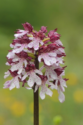 Deze Orchis groeide tegen een erg steile helling, een statief was er niet te gebruiken.
Het nekkussen dat ik bij me had kwam hier goed van pas om de camera stabiel te leggen.
Op de achtergrond groeiden boterbloemen, die voor wat kleur zorgden.