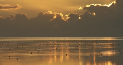<i class='fa fa-user'></i>&nbsp;Fons Hoiting&nbsp;|  Wad bij Ameland&nbsp; <i class='fa fa-eye'>&nbsp;77</i> &nbsp;<i class='fa fa-thumbs-up'>&nbsp;1</i> &nbsp; <i class='fa fa-comment-o'>&nbsp;2</i>