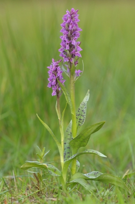 <i class='fa fa-user'></i>&nbsp;Hendrik van Kampen&nbsp;|  Brede Orchis&nbsp; <i class='fa fa-eye'>&nbsp;104</i> &nbsp; <i class='fa fa-comment-o'>&nbsp;3</i>