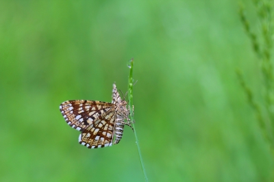 Ondanks of dankzij het regenachtige weer waren deze spannertjes behoorlijk actief.
Deze ging mooi aan een grasspriet hangen, meestal duiken ze weg tussen het groen.
Maakte de foto vanaf een statief, gebruikte verder een afstandsbediening en live-view.