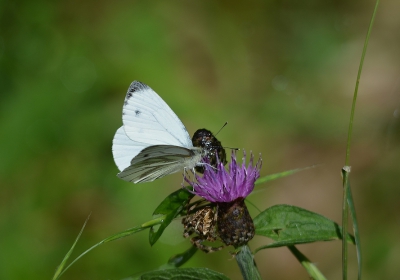Eigenlijk was ik bezig met het fotograferen van spinnen. Een mooie distel en een kruisspin waar spontaan dit koolwitje bij kwam zitten.