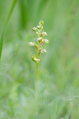 <i class='fa fa-user'></i>&nbsp;B Possen&nbsp;|  Groene Nachtorchis&nbsp; <i class='fa fa-eye'>&nbsp;82</i> &nbsp; <i class='fa fa-comment-o'>&nbsp;1</i>
