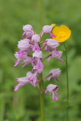 De Soldaatjes bloeien weer mooi dit jaar op de kalkrijke graslandjes.
Opvallend is dat ze meestal omgeven zijn door boterbloemen, hier stond er een naast.
Gebruikte een statief, afstandsbediening en live-view.