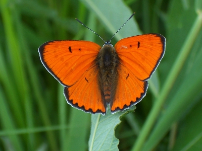 Mijn eerste foto op Nederpix en een van mijn persoonlijke favorieten van 2005. Dit 'verse' mannetje Grote Vuurvlinder werd nadien nog door velen bewonderd.

KODAK DX6340