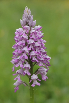 Deze groeide samen met zo'n 30 soortgenootjes op een plek waar ze andere jaren bijna niet voorkwamen.
Dit was de grootste plant met de meeste bloemetjes, ze groeide mooi vrij van andere begroeiing.
gebruikte statief, afstandsbediening en live-view.